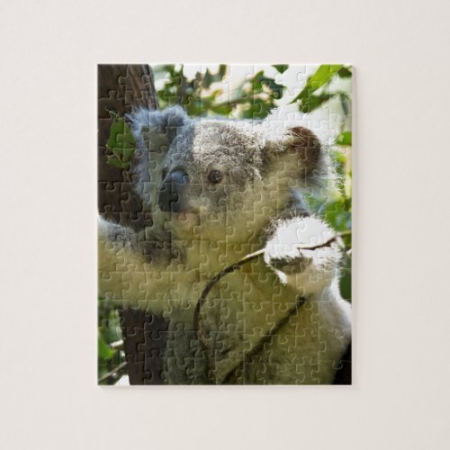 Amazingly cute baby koala in a tree jigsaw puzzle