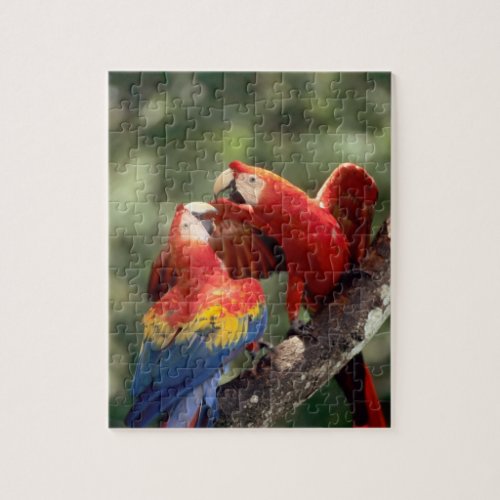 Amazon Brazil Pair of Scarlet Macaws Ara Jigsaw Puzzle