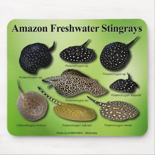 Amazon Freshwater Stingrays Mouse Pad