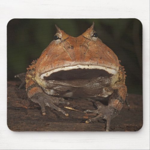 Amazon Horned Frog Ceratophrys cornuta Mouse Pad