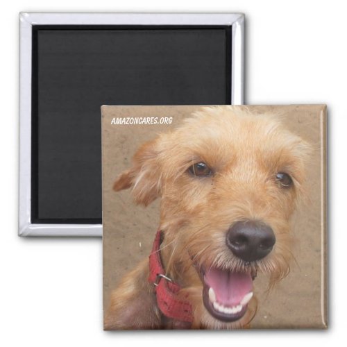 Amazon Humane Society Magnet Precious Dog Series_ Magnet