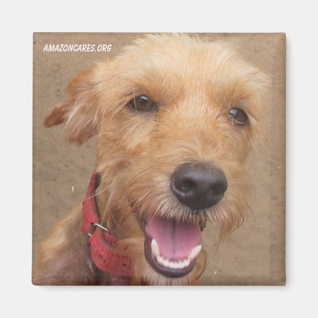 Amazon Humane Society Magnet: Precious Dog Series- Magnet (Front)