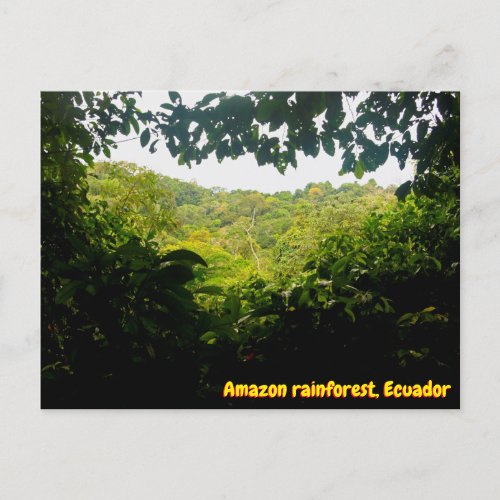 Amazon jungle Ecuador Postcard