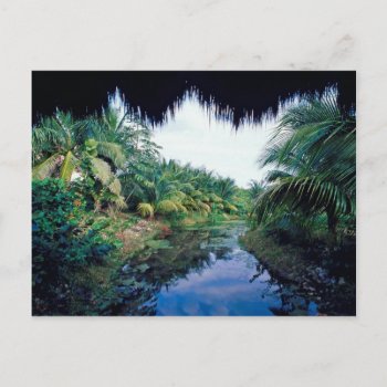 Amazon Jungle River Landscape Postcard by Beauty_of_Nature at Zazzle