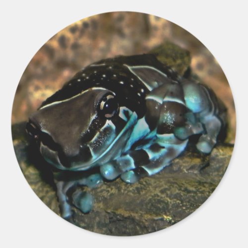 Amazon milk frog sticker