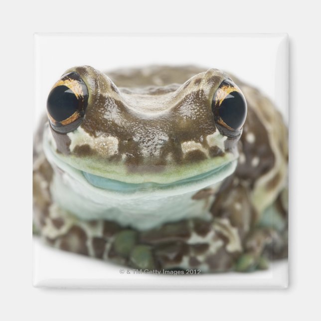 Amazon Milk Frog - Trachycephalus resinifictrix Magnet (Front)