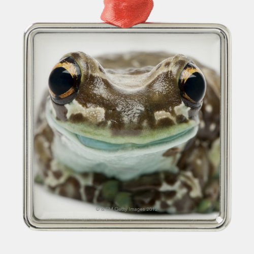 Amazon Milk Frog _ Trachycephalus Resinifictrix Metal Ornament