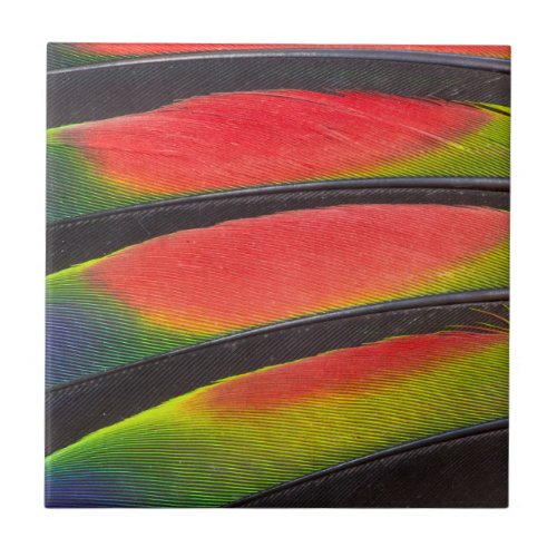 Amazon parrot feathers tile