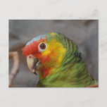 Amazon Parrot Postcard