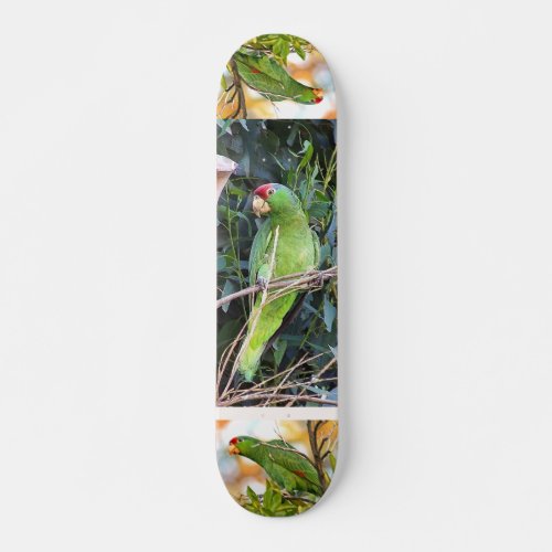 Amazon Parrot Skateboard