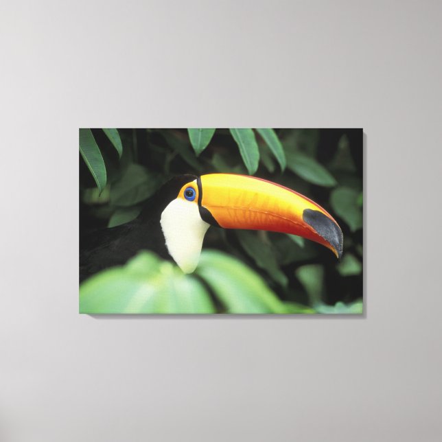Amazon Rain Forest. Canvas Print (Front)