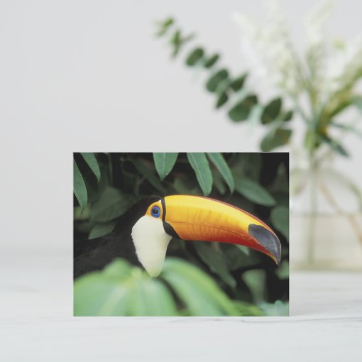 Amazon Rain Forest. Postcard Zazzle
