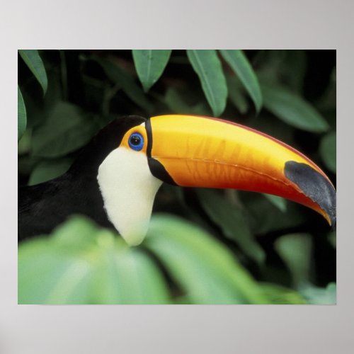 Amazon Rain Forest Poster