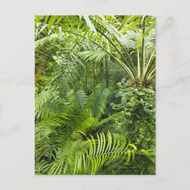 Amazon Rainforest, Amazonia, Brazil 2 Postcard (Front)