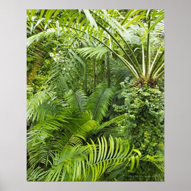 Amazon Rainforest, Amazonia, Brazil 2 Poster (Front)