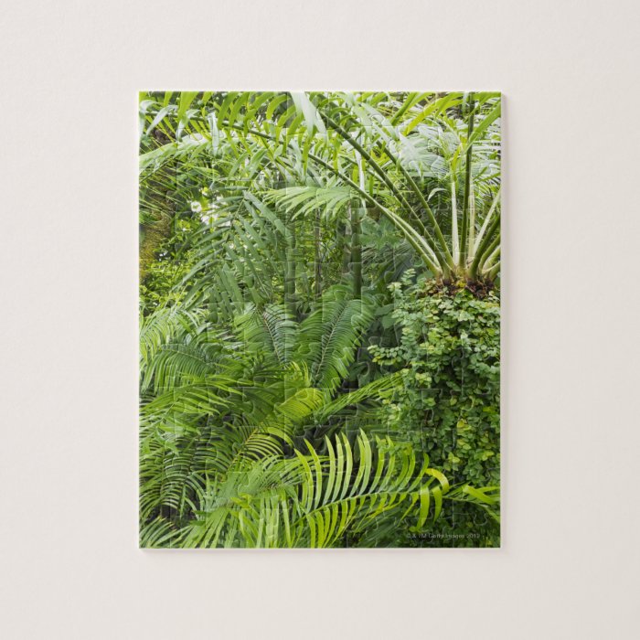  Rainforest, ia, Brazil 2 Jigsaw Puzzles