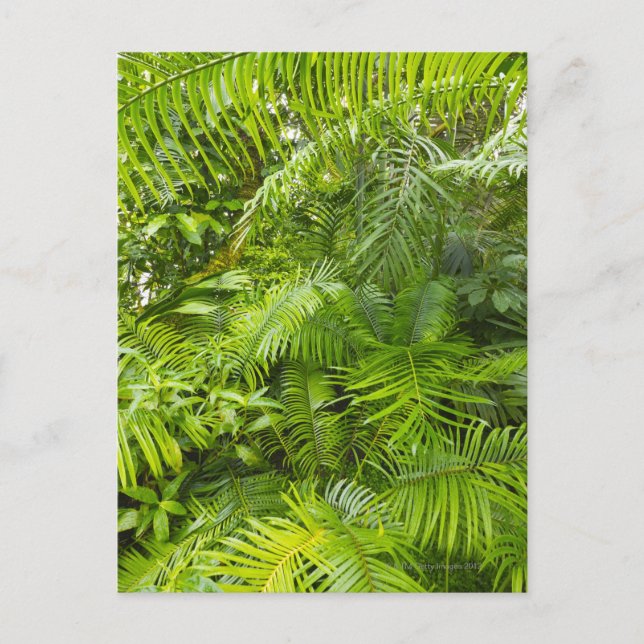 Amazon Rainforest, Amazonia, Brazil Postcard (Front)