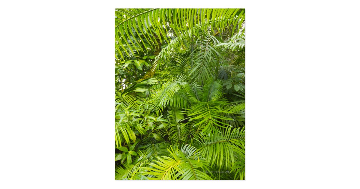 Amazon Rainforest, Amazonia, Brazil Postcard