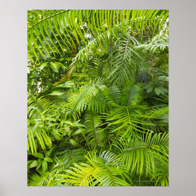Amazon Rainforest, Amazonia, Brazil Poster (Front)