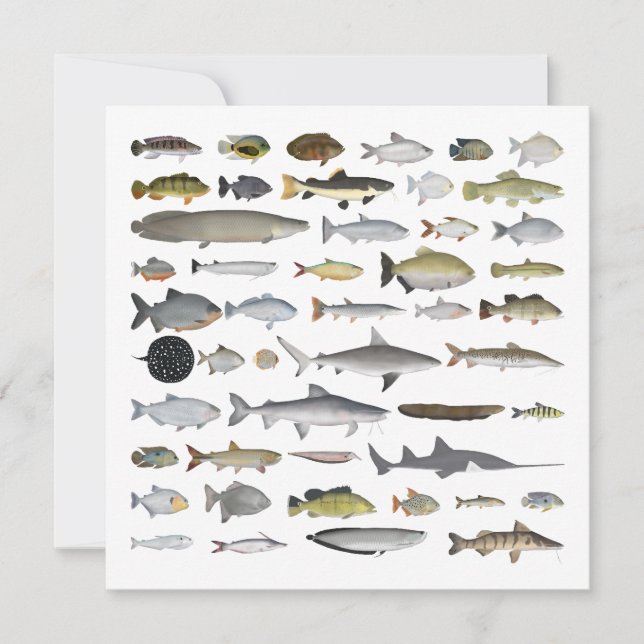 Amazon River Basin Fish Group Note Card (Front)
