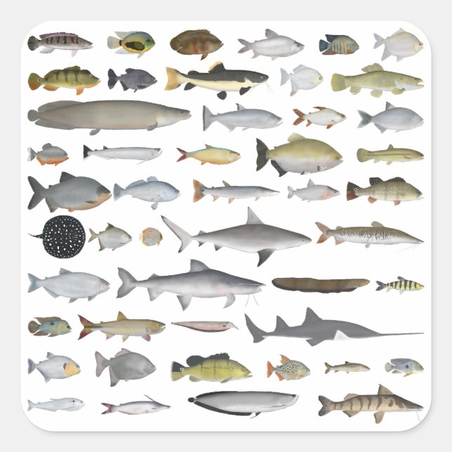 Amazon River Basin Fish Group Square Sticker (Front)