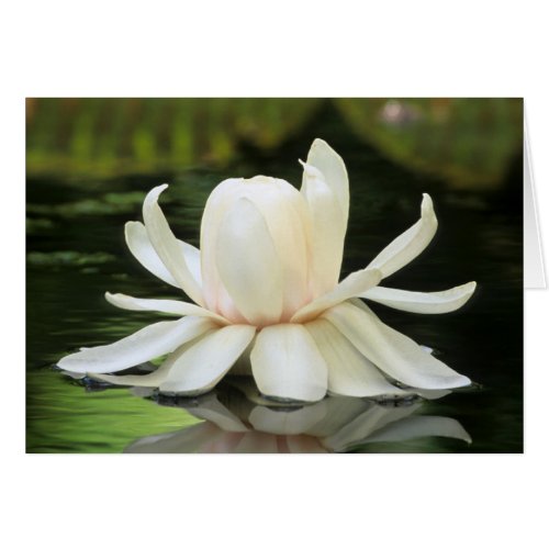 Amazon Water Lily Victoria Amazonica Flower