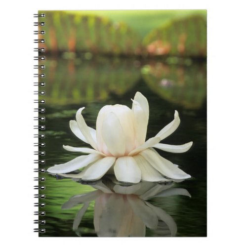 Amazon Water Lily Victoria Amazonica Flower Notebook