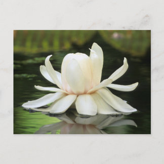Amazon Water Lily (Victoria Amazonica) Flower Postcard