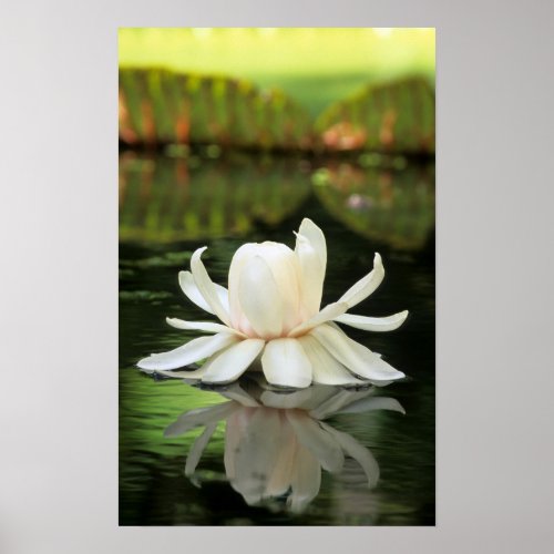 Amazon Water Lily Victoria Amazonica Flower Poster