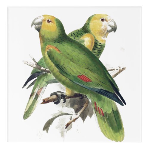 Amazona Parrots _  vintage birds Acrylic Print