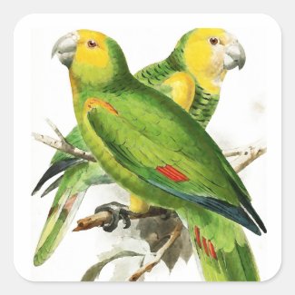 Amazona Parrots -  vintage birds