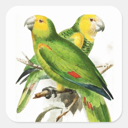Amazona Parrots _  vintage birds Square Sticker