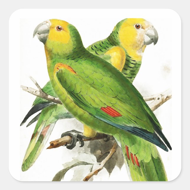 Amazona Parrots -  vintage birds Square Sticker (Front)