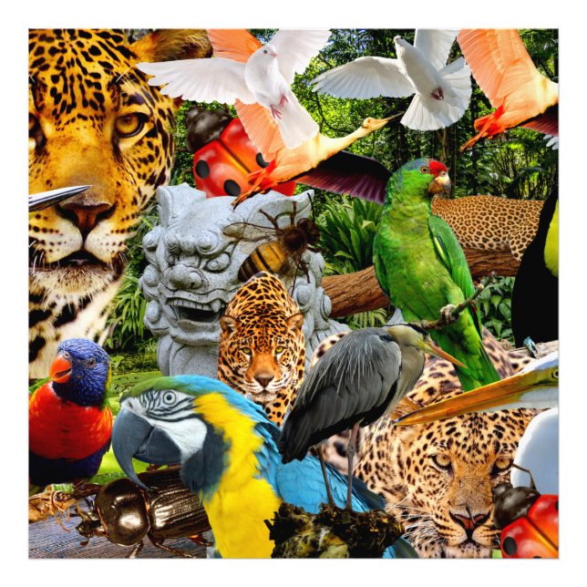 AMAZONIA      PHOTO PRINT (Front)