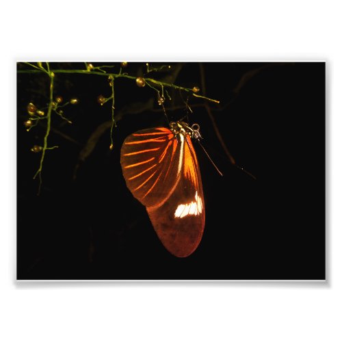 Amazonian Nightlife _ The Butterfly Photo Print