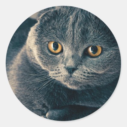 Amber Eyes Cat Stickers