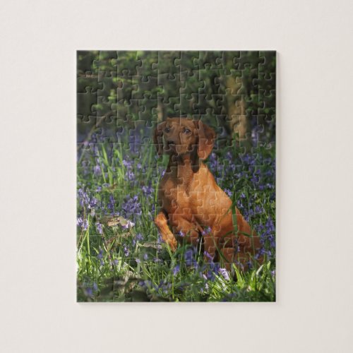 Amber Jigsaw Puzzle