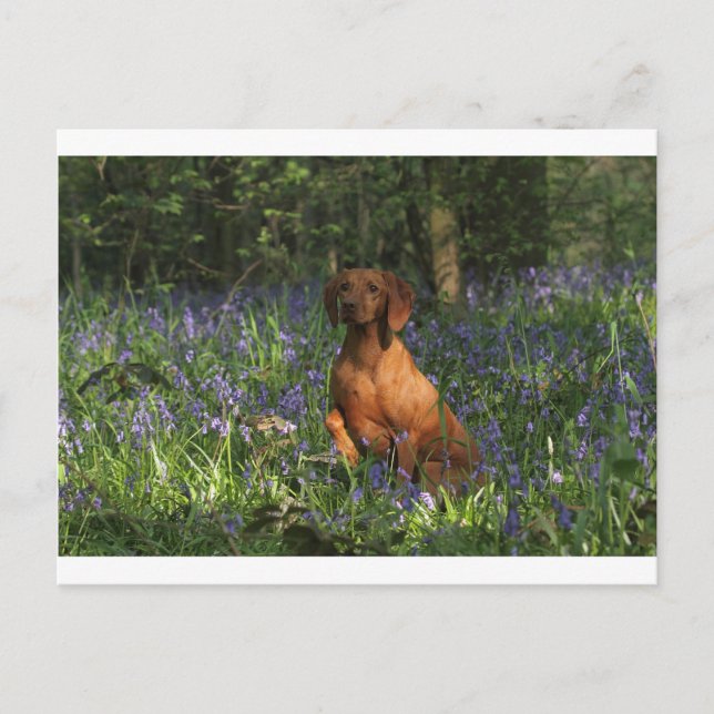 Amber Postcard (Front)