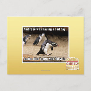 Ambrose was having a bad day postcard