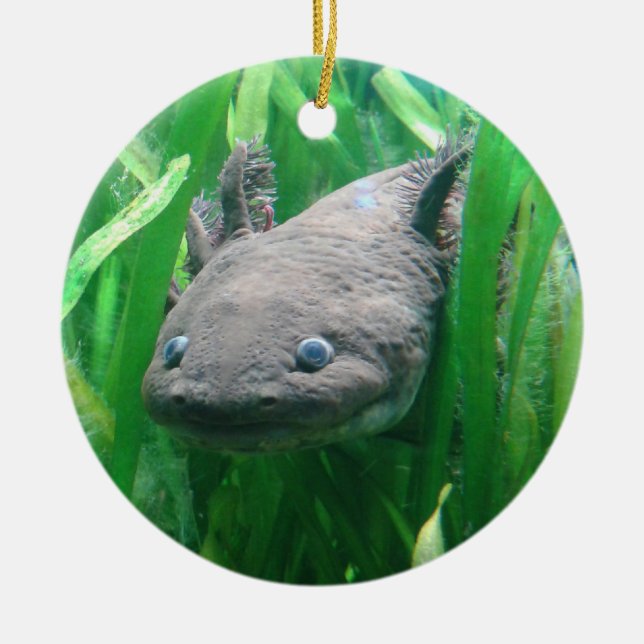 Ambystoma andersoni ceramic ornament (Front)