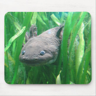 Ambystoma andersoni mouse pad