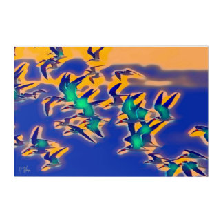 Amelia Skimmers Acrylic Print