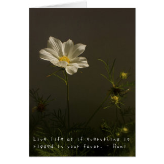 Amelia's Amazing Adventures