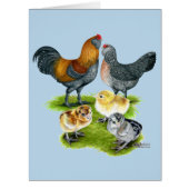 Ameraucana Chicken Family (Front)