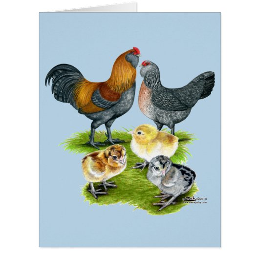 Ameraucana Chicken Family (Front)