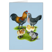 Ameraucana Chicken Family (Front)