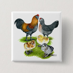 Ameraucana Chicken Family Button