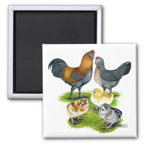 Ameraucana Chicken Family Magnet