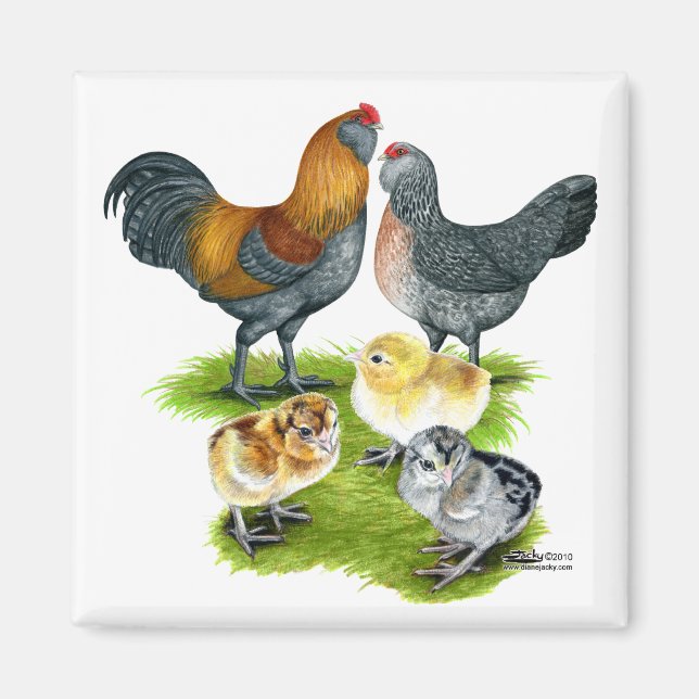 Ameraucana Chicken Family Magnet (Front)