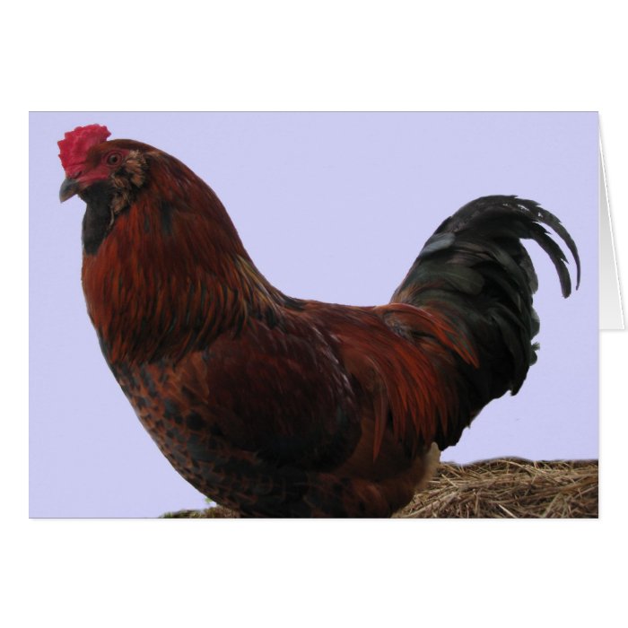 Ameraucana Rooster Greeting Cards